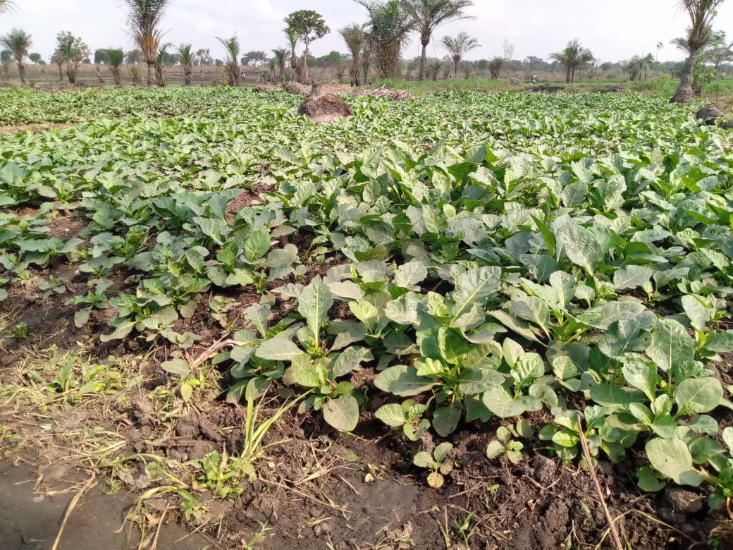 Agriculture à Aplahoué, vue 1