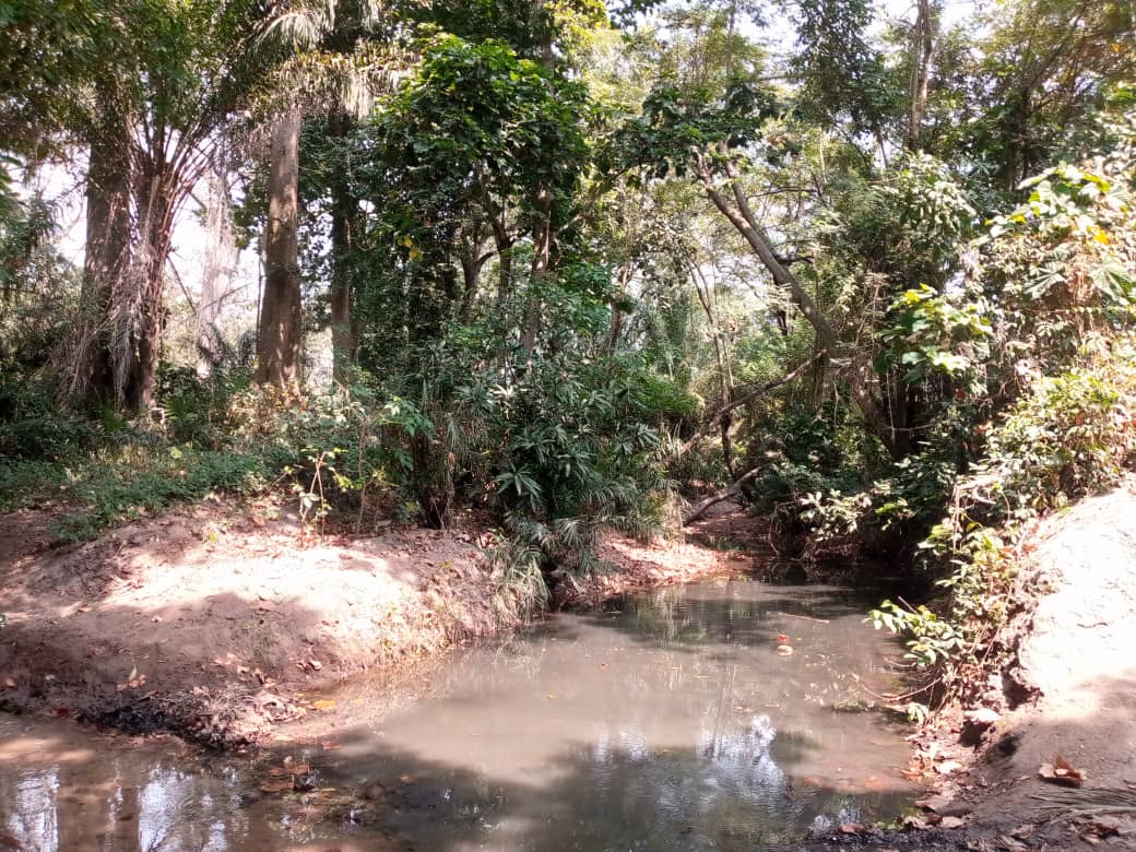 Forêt sacrée de Badjamè, vue 3