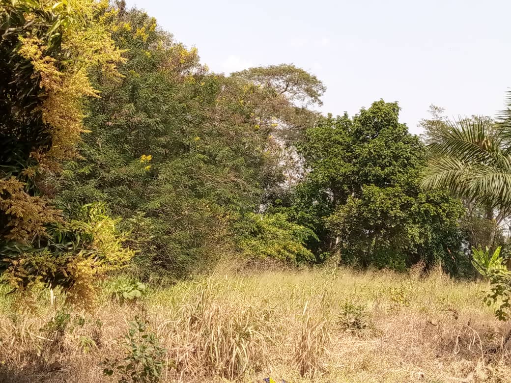 Forêt sacrée de Badjamè, vue 4