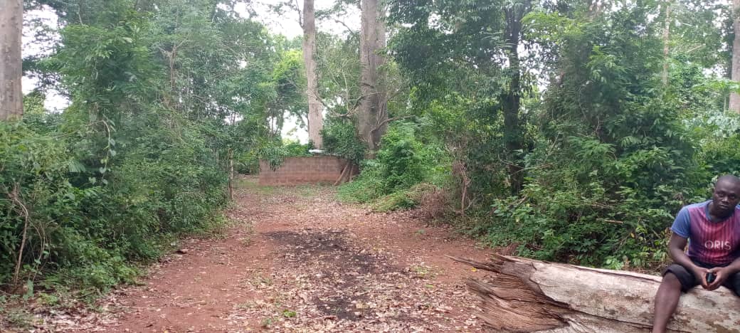 Forêt de Lokogba, vue 2