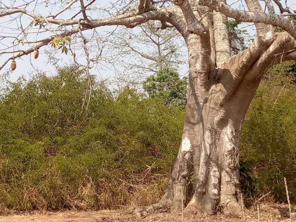 Forêt sacrée Yéhouévé, vue 1