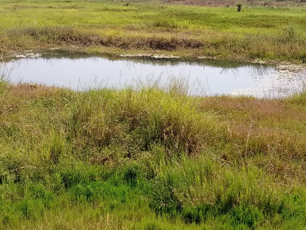 Mare aux crocodiles de Dékpo, vue 2